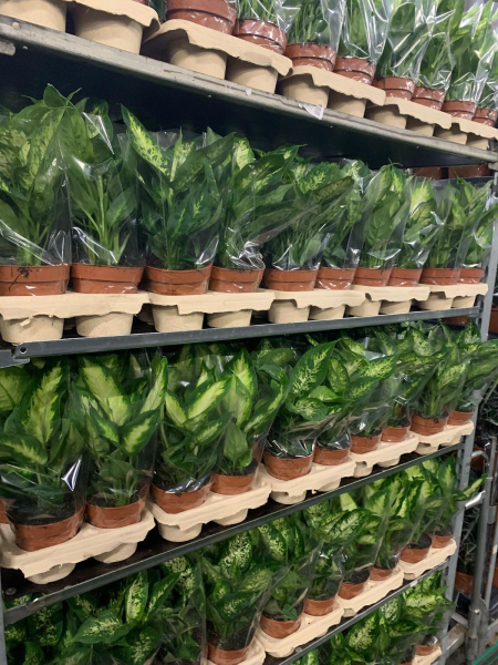 Dieffenbachia