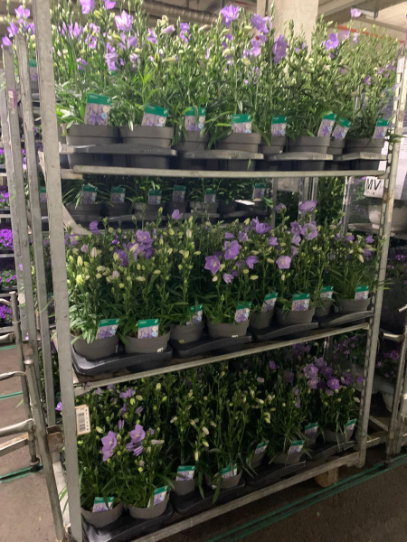 Campanula persicifolia