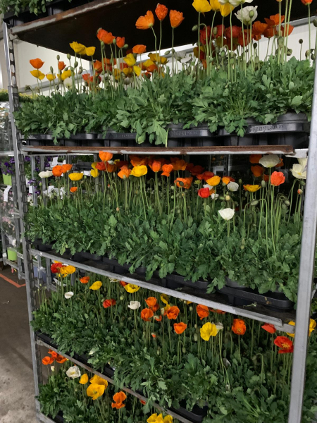 Papaver nudicaule