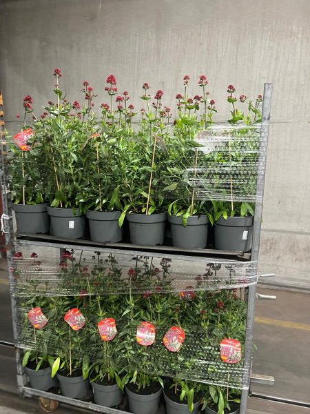 Centranthus ruber