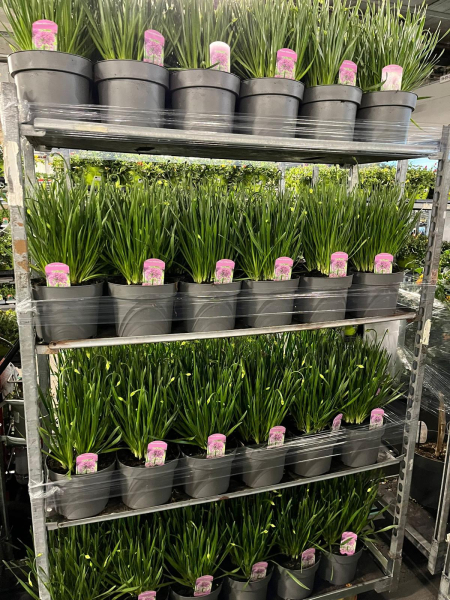 Allium millenium Kübel