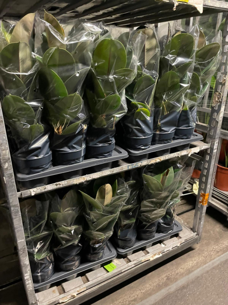 Ficus robusta