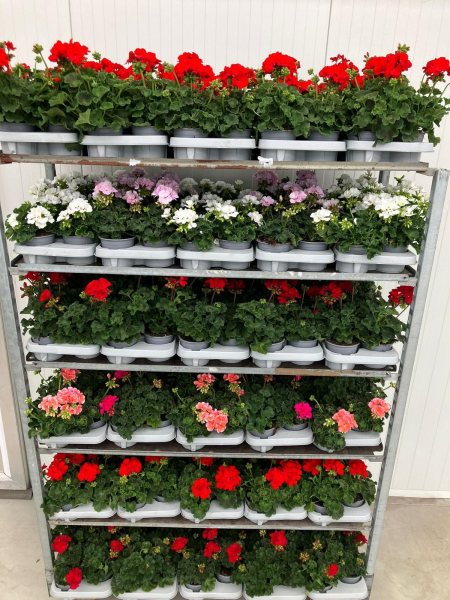 Pelargonium zonale