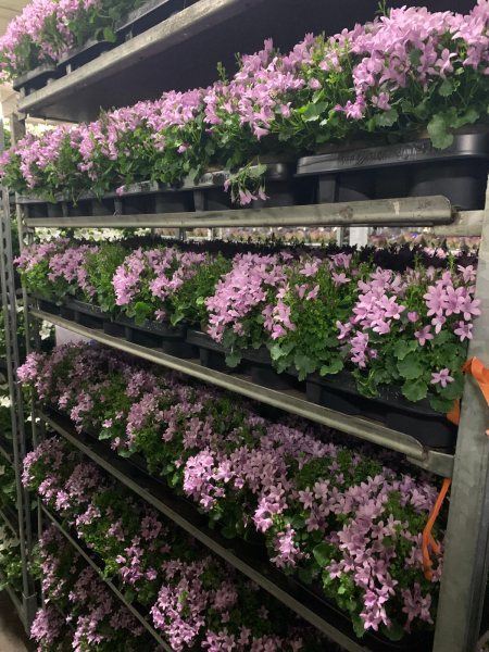 Campanula port. rosa
