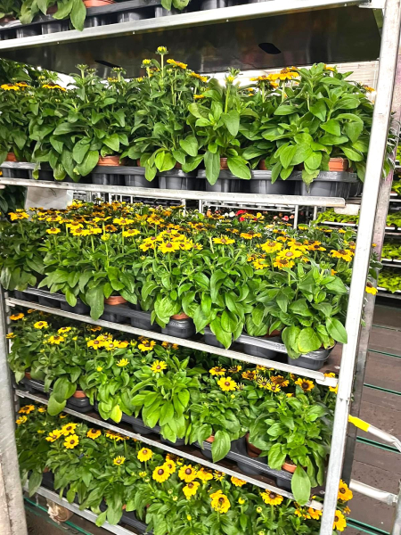 Rudbeckia hirta