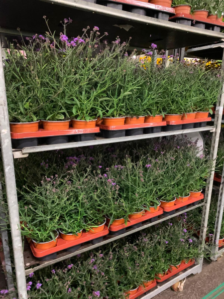 Verbena bonariensis