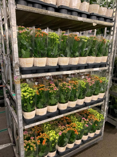 Kalanchoe "Sunny" Mix