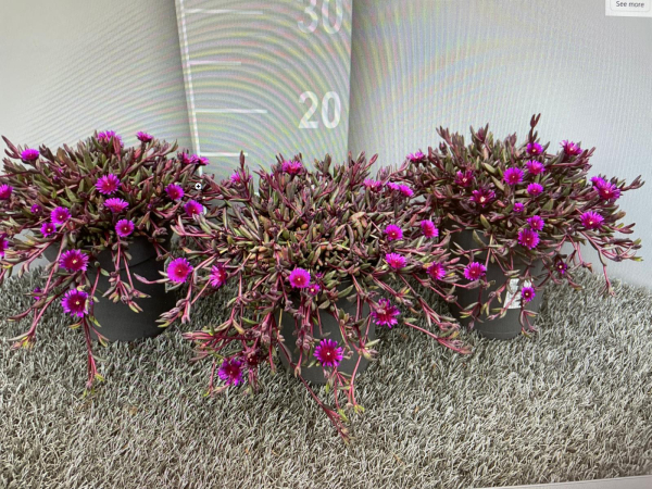 Delosperma"Jewel of Dessert"