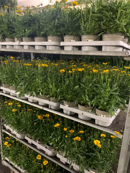Coreopsis grandiflora
