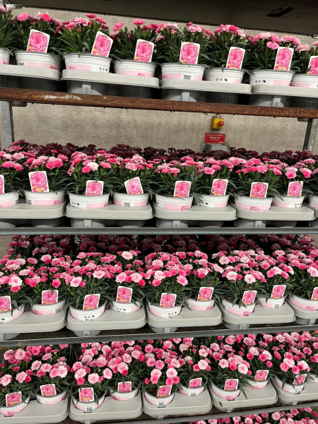 Dianthus "I Love U"
