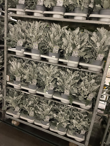 Senecio