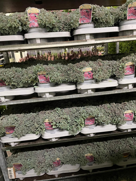 Sedum cauticolum