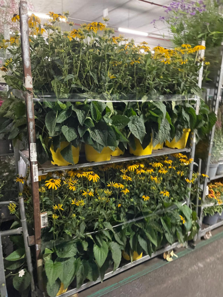 Rudbeckia fulgida Kübel