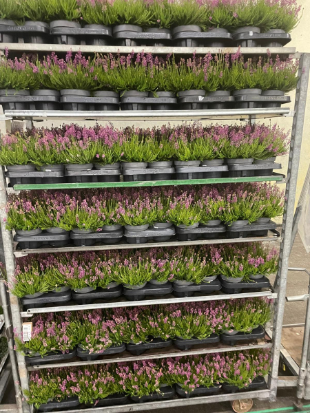 Erica spiculifolia