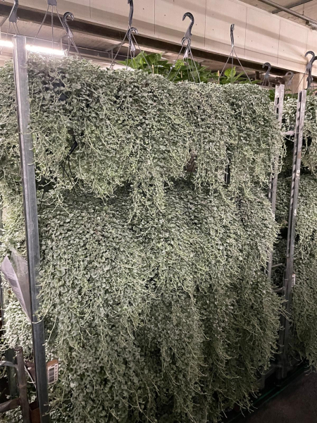 Dichondra Ampel