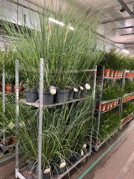 Cortaderia selloana