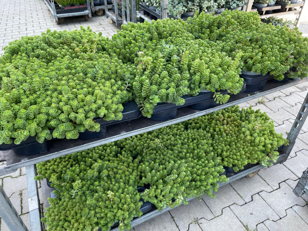 Sedum cyaneum "Rosenteppich"