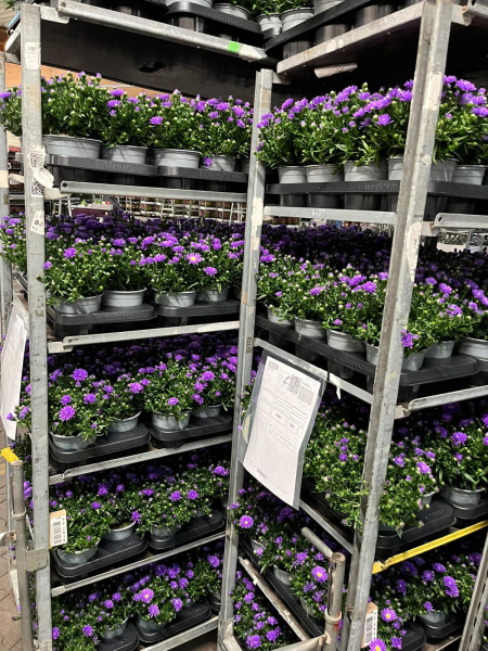 Aster novi-belgii blau