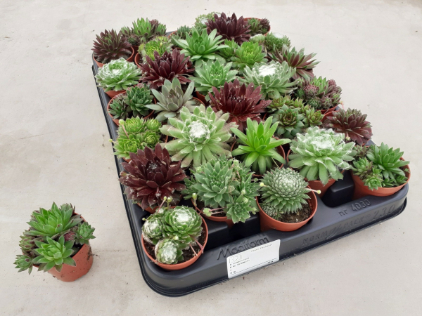 Mini Sempervivum Mix