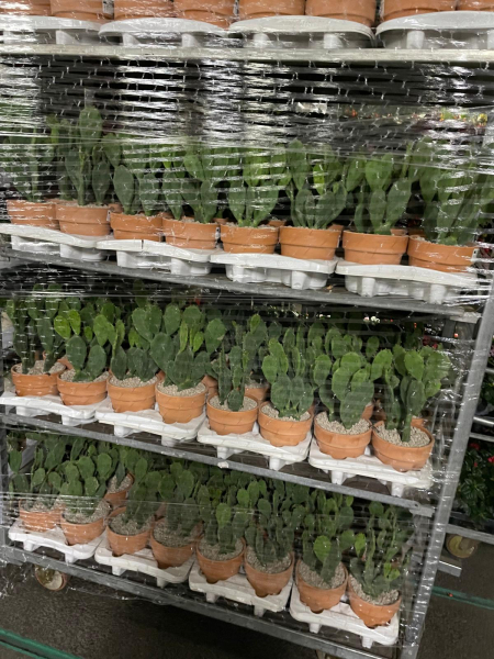 Opuntia Tontopf