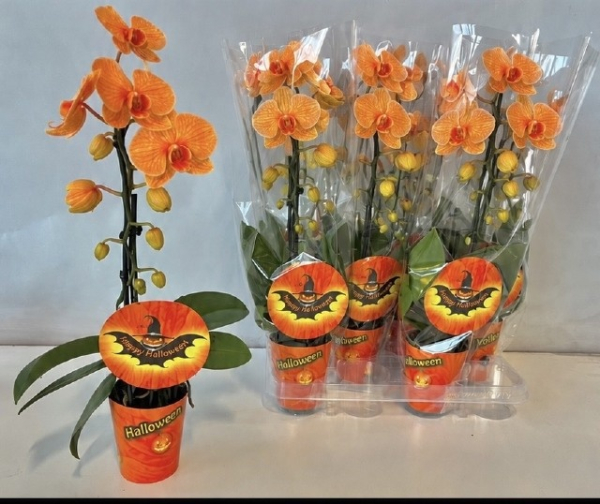Phalaenopsis Casade "Halloween" 1 Rispe