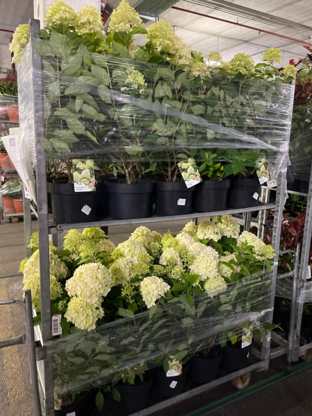 Hydrangea pan. "Limelight"