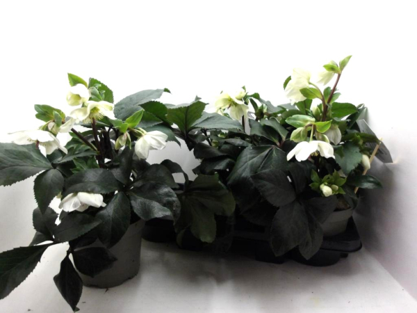 Helleborus "Winter Ballett White"