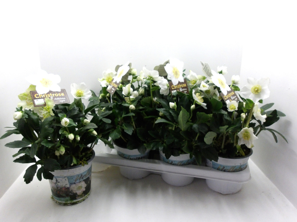 Helleborus niger "Wintergold"