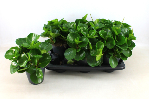Peperomia obt. grün