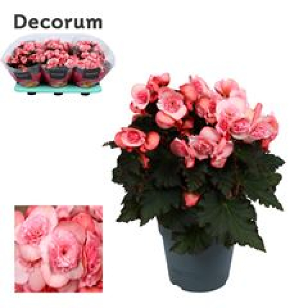 Begonia elatior rosa