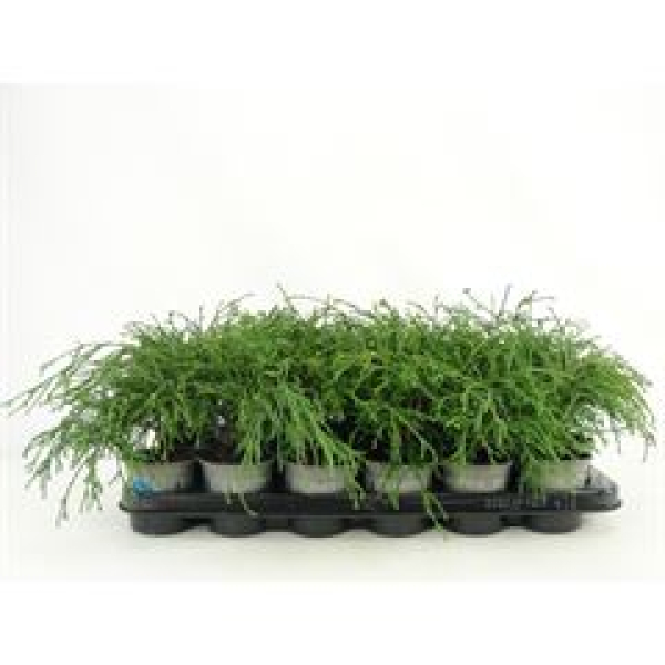 Chamaecyparis pis. 'Filifera Nana'