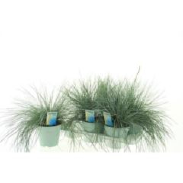 Festuca glauca 'Intens Blue'