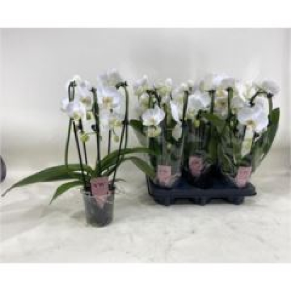 Phalaenopsis "Cascade" weiß
