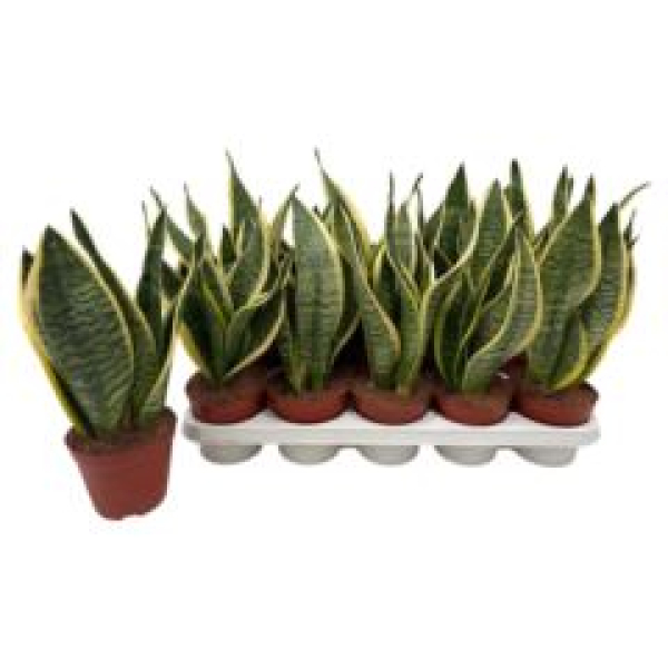 Sansevieria trifa. 'Futura Superba'
