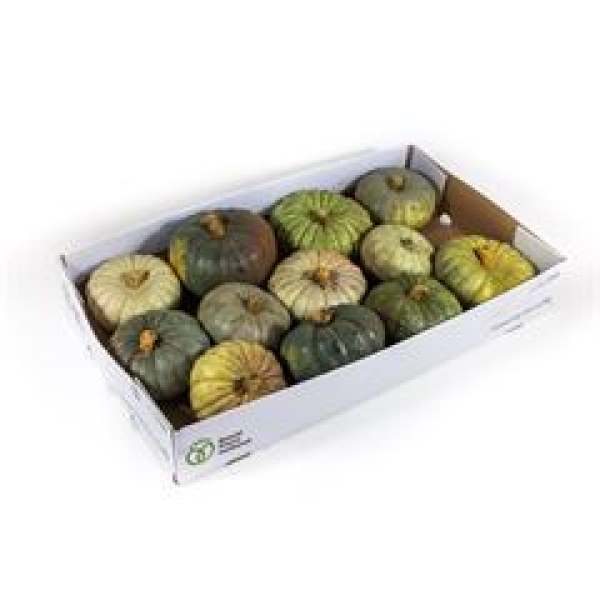Cucurbita gemischt grün