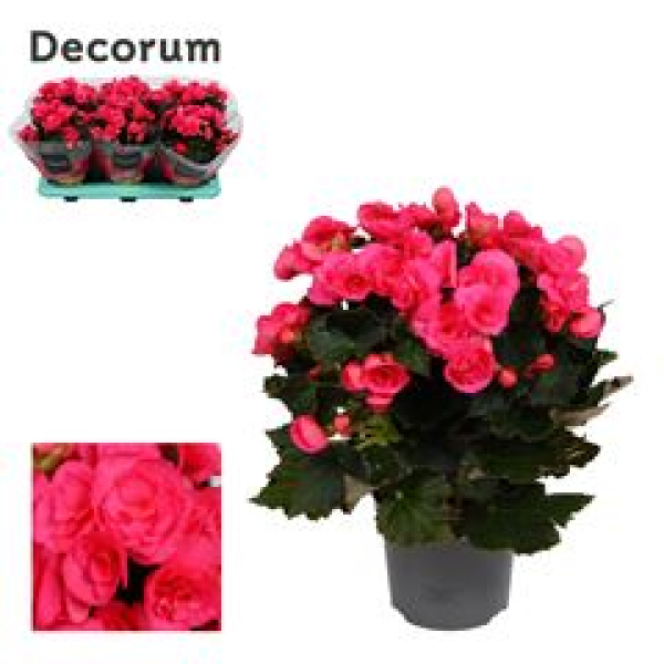 Begonia elatior pink