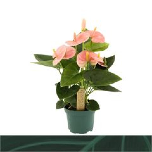 Anthurium andr. midi "Spirit"