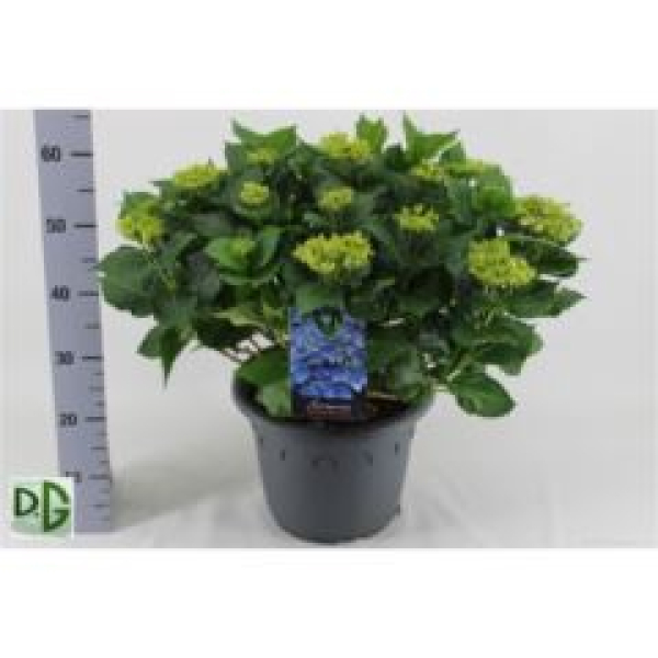 Hydrangea Busch blau