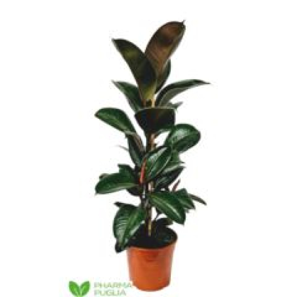 Ficus elastica 'Robusta'