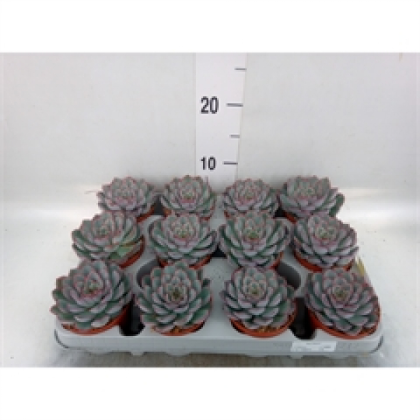 Echeveria 'Hercules'