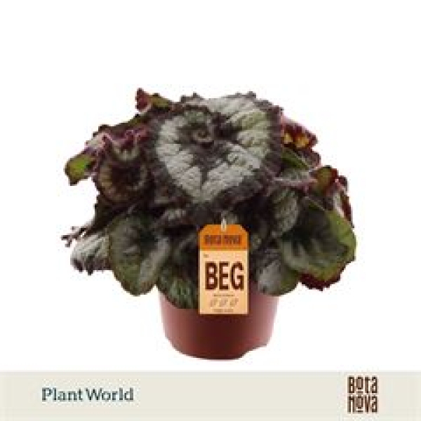 Begonia rex " Prinsess Hanover"