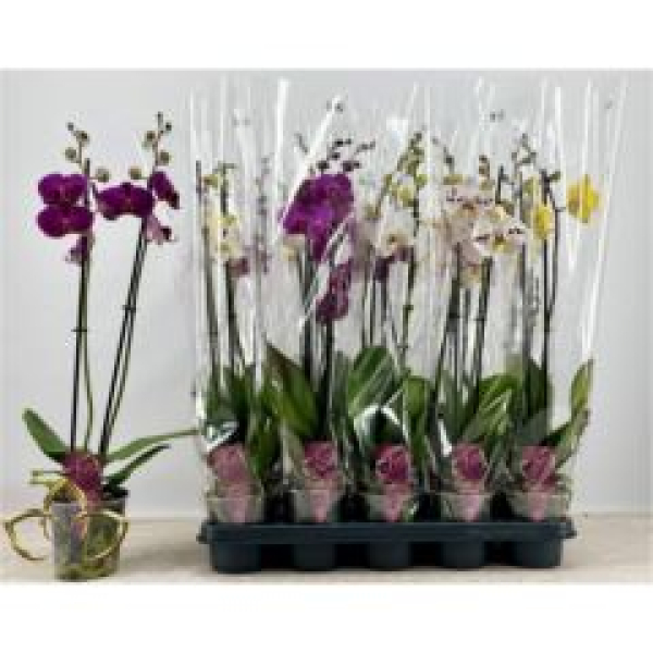 Phalaenopsis 2 Rispen Mix