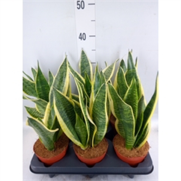 Sansevieria trifa. 'Futura Superba'