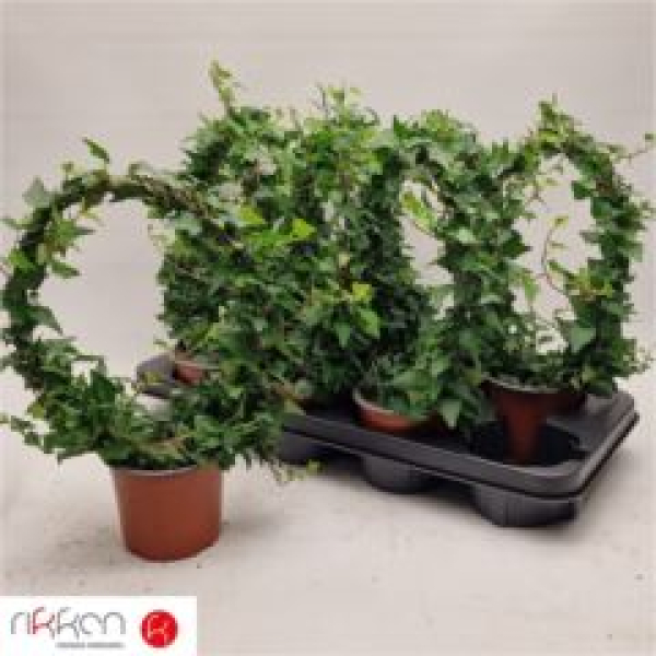 Hedera helix Bogen