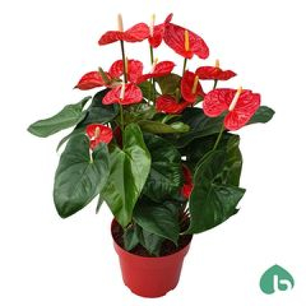 Anthurium andr. 'Madural' rot