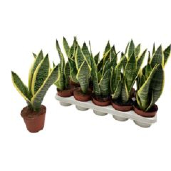 Sansevieria trifa. 'Futura Superba'