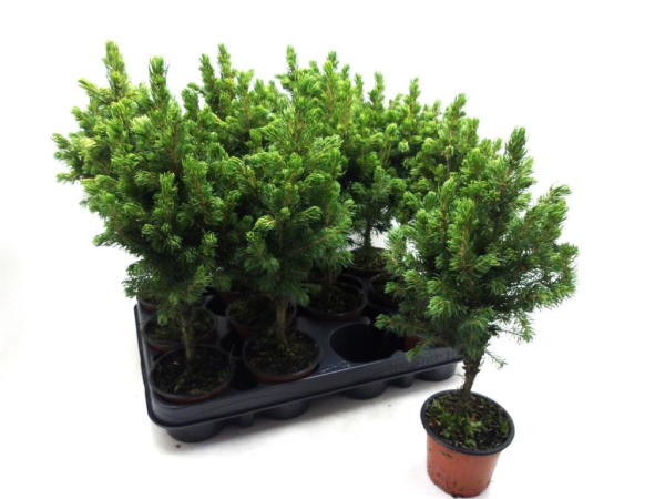 Picea glauca 'Rainbow's End'