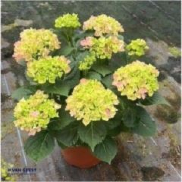 Hydrangea mac. Busch rosa