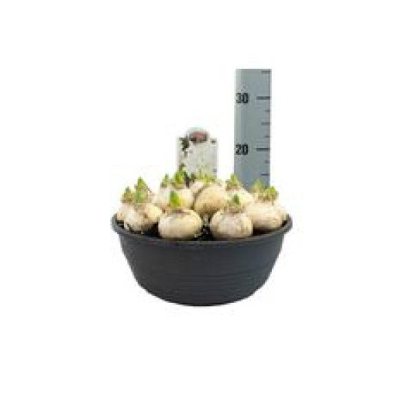XL Schale Hyacinthus weiß