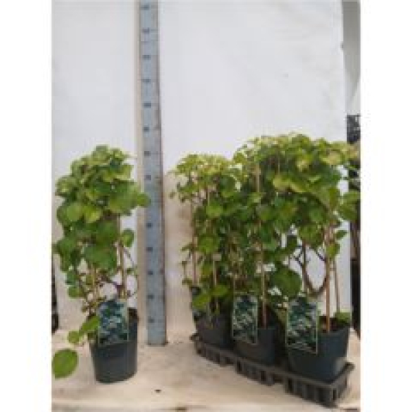 Hydrangea anomala subsp. petiolaris